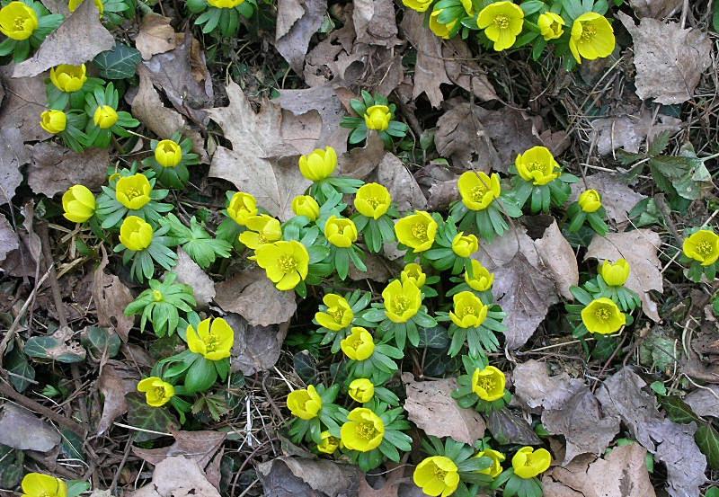 Eranthis hyemalis / Pie'' di gallo